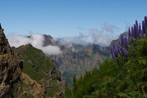 Green mountains and the Pride of Madeira