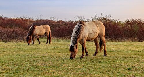 Manger des chevaux konik au cours du voyage de printemps