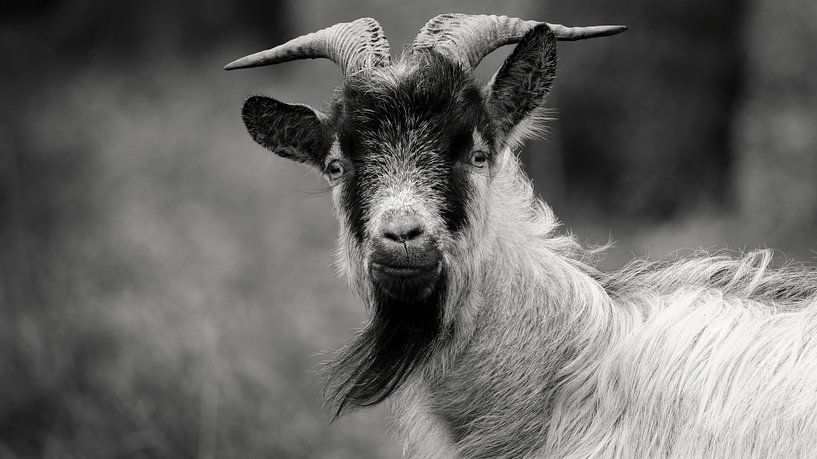 West African dwarf goat by Sabrina de Vries