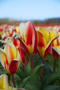 Tulpen in rood en geel in de bollenstreek