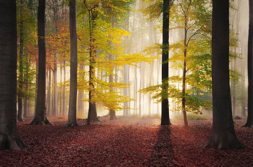 Alle Herbstfarben im Wald von Rob Visser