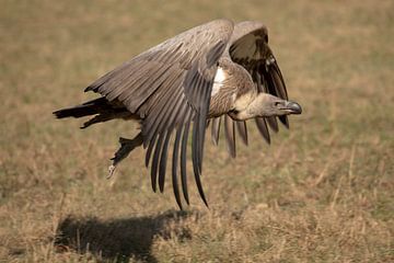 White-backed vulture Gyps africanus) by Tanja van Beuningen