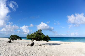 Eagle Beach with two fofoti trees