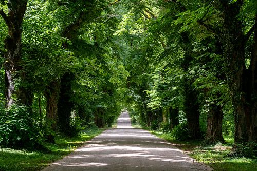 Avenue