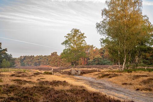 Wolfhezerheide part 50