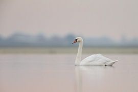 Zwaan in ochtendlicht