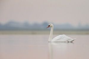 Swan sur Menno Schaefer