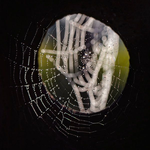 3D Spinnenweb van Rob Boon