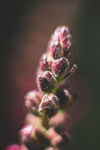 Macro bloem van Yara Verstappen