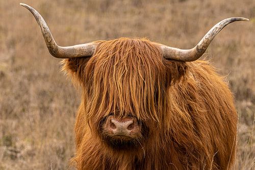 Schotse Hooglander Loe