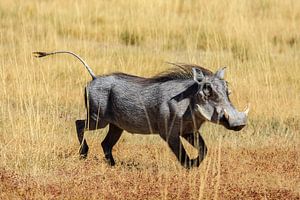 Phacochère dans la savane