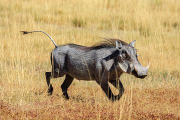 Wrattenzwijn in de savanne van Roland Brack