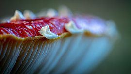 Pilz von Gerrit Bikker