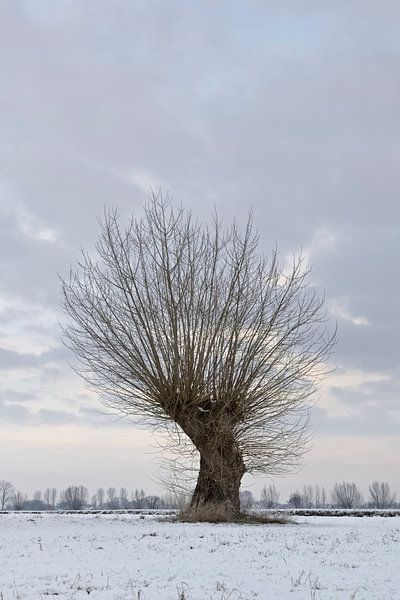 Oude knoestige boom (knotwilg, Salix P.) aan de Nederrijn, Bislicher Insel, Noordrijn-Westfalen, Dui van wunderbare Erde