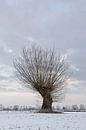 Oude knoestige boom (knotwilg, Salix P.) aan de Nederrijn, Bislicher Insel, Noordrijn-Westfalen, Dui van wunderbare Erde thumbnail