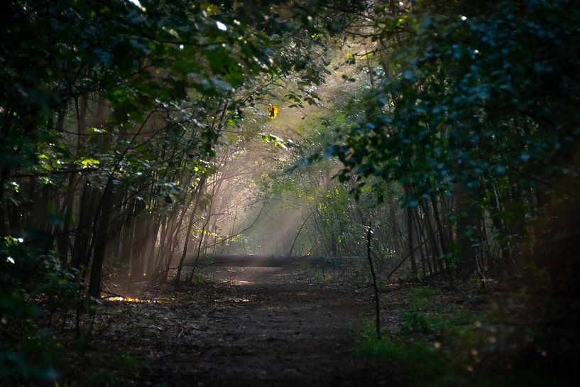 Umgestürzter Baum blockiert Weg von Bas Greevink