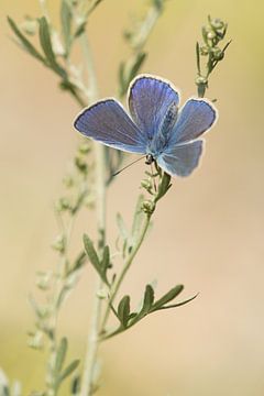 Icarusblauwtje met open vleugels / Male blue icarus butterfly hanging with wings open on grass van Elles Rijsdijk