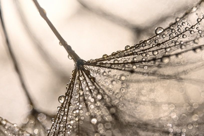 Drops on a morning star (Tragopogon) by Marjolijn van den Berg
