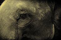 Close up van olifant van Dik Wagensveld thumbnail