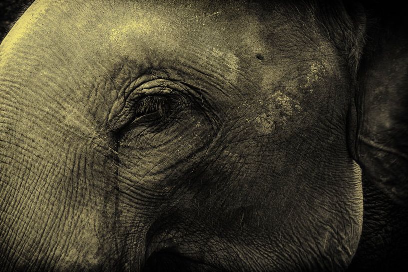 Close up van olifant van Dik Wagensveld