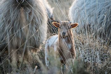 Lamb by Sylvia Schuur