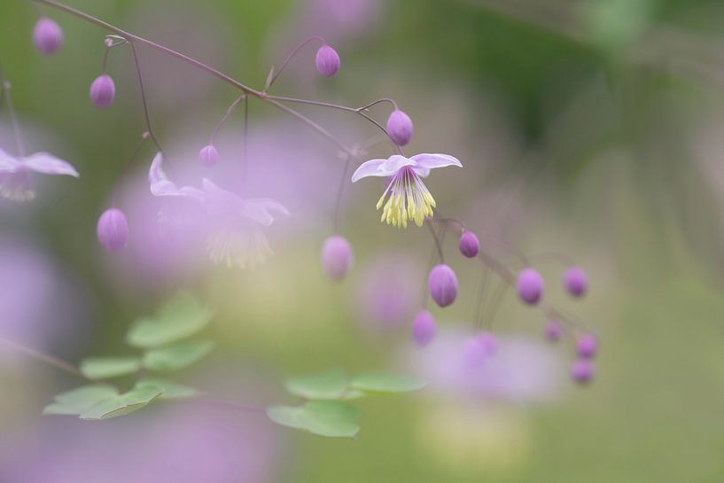 Souvenirs d'été par Birgitte Bergman