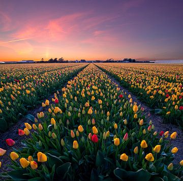 Des tulipes colorées... sur Corné Ouwehand