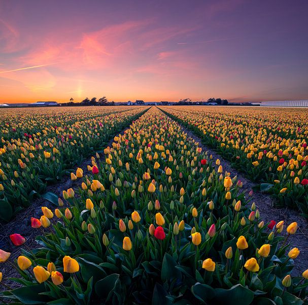 Bunte Tulpen... von Corné Ouwehand