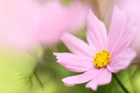 Cosmea
