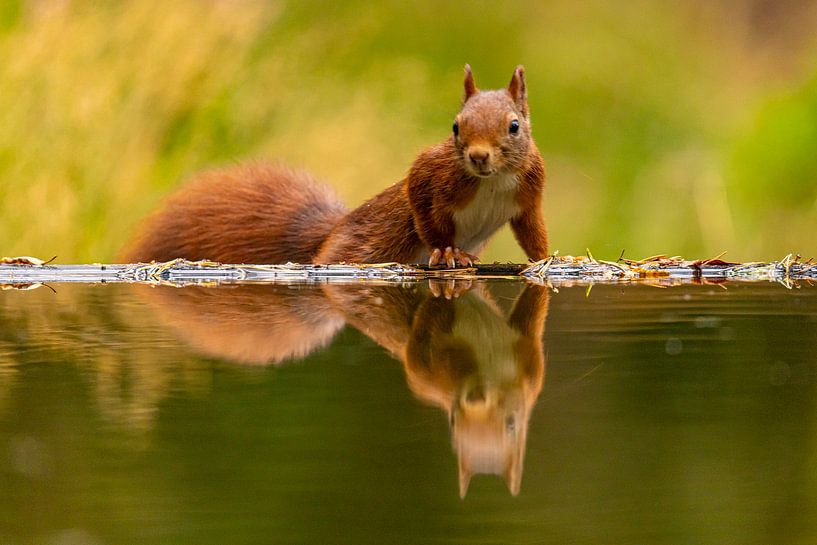 Écureuil (Sciurus vulgaris), rongeur par Gert Hilbink