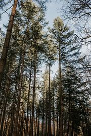Dennenbos Veluwe | Pays-Bas
