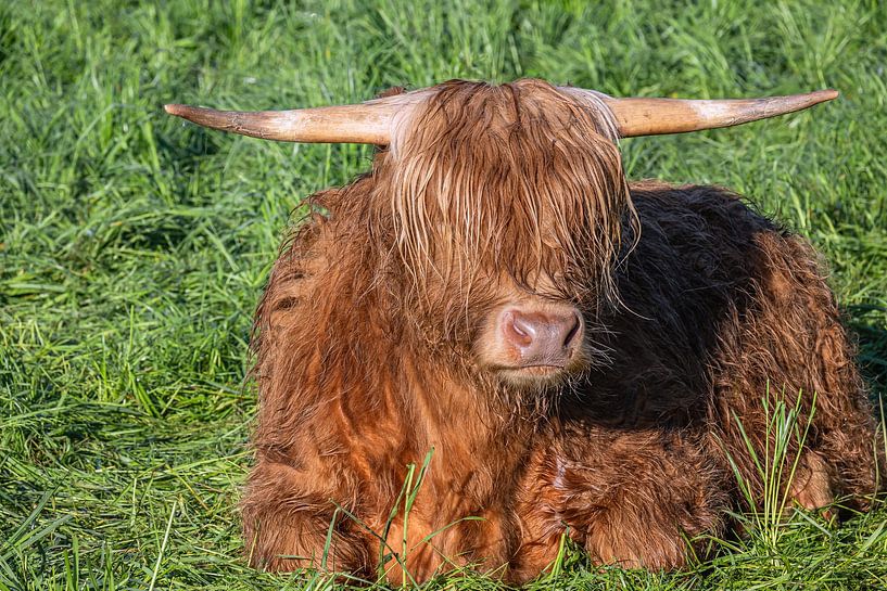 SCHOTSE HOOGLANDRUNDEREN van Photoart-Naegele