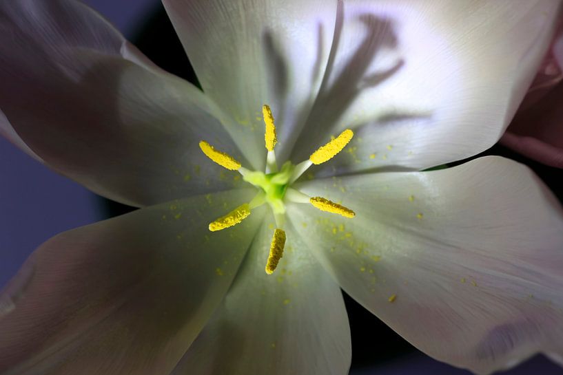 Tulip by Thomas Jäger