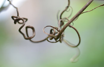 Squiggles
