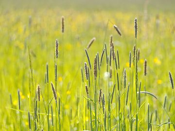Grashalme auf der Wiese