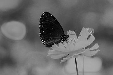 Schmetterling auf einer Blume von Walljar