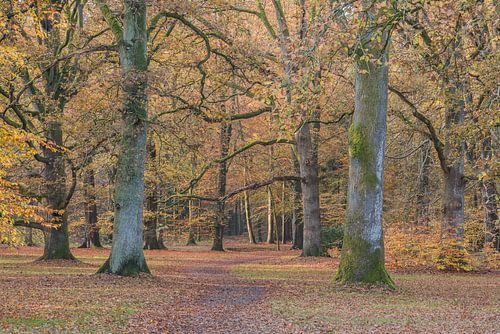 Kroondomein Het Loo 1