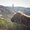 Schotse Hooglanders in de duinen van Sjoerd van der Hucht