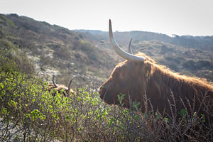Schottische Highlander in den Dünen