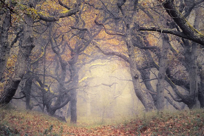 Mysterieus bos van Monique van Genderen (in2pictures.nl fotografie)