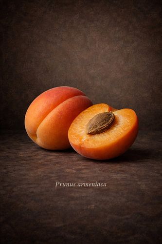 Abrikoos, Prunus armeniaca