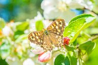 Vlinder op appelboom bloesem tijdens de lente van Sjoerd van der Wal Fotografie thumbnail
