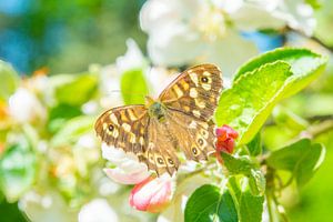 Schmetterling auf Apfelbaumblüte im Frühling