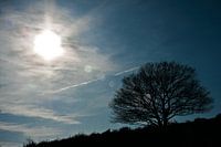 Lonely tree