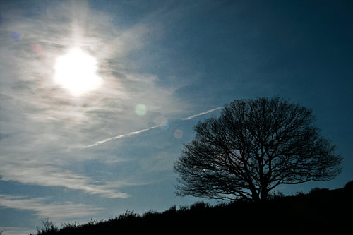 Lonely tree