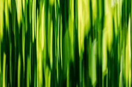 Abstract green. by Esther Muilwijk