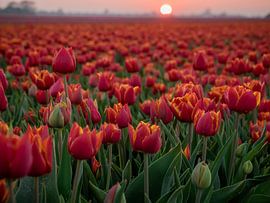 Red tulips in a field by Martijn Tilroe