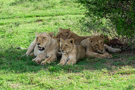 Lions family in the shadows by Henk Alblas