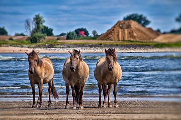 Waalpaarden von ZEVNOV .