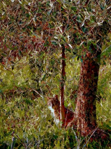 Tabby Kat Camouflage